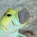jawfish_yellowhead_oc_jar_v_0049_cub0545_crop.jpg